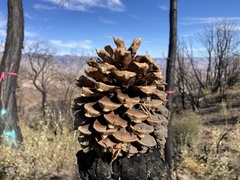 Pinus sabiniana
