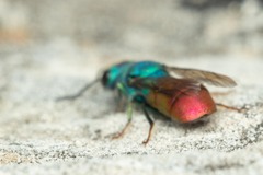 Chrysura