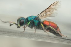 Chrysura
