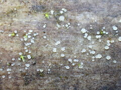 Phaeohelotium carneum