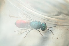 Chrysura