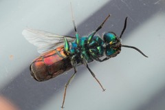 Chrysura