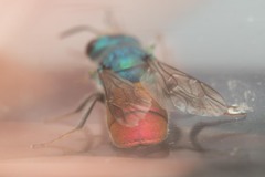 Chrysura