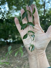 Dolichandra unguis-cati