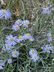 Symphyotrichum ascendens