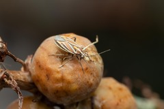 Horistus orientalis