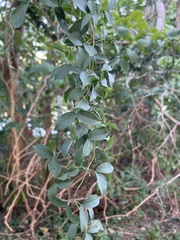 Dolichandra unguis-cati