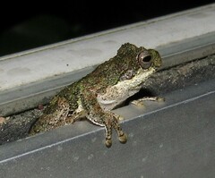 Dendropsophus microps