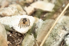 Aelurillus v-insignitus