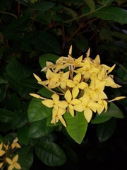 Ixora coccinea lutea