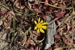 Pyrrocoma apargioides