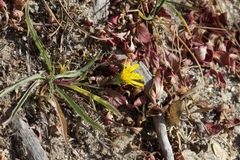 Pyrrocoma apargioides