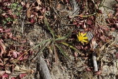 Pyrrocoma apargioides