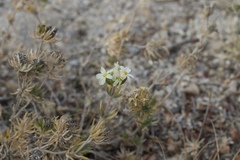 Leptosiphon nuttallii