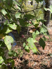 Celtis tenuifolia
