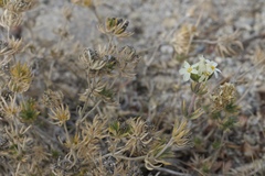 Leptosiphon nuttallii