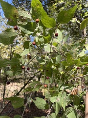 Celtis tenuifolia