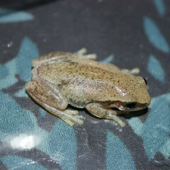 Litoria rubella