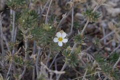 Leptosiphon nuttallii