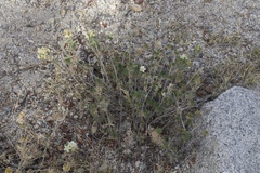 Leptosiphon nuttallii