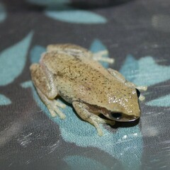 Litoria rubella
