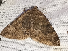 Larentia malvata
