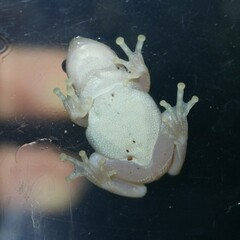 Litoria rubella