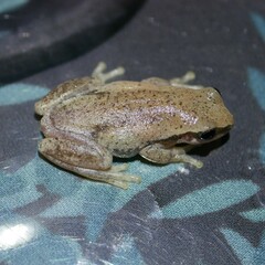 Litoria rubella