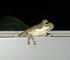 Dendropsophus microps