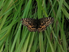 Boloria