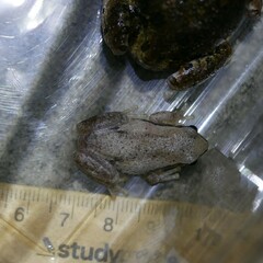 Litoria rubella