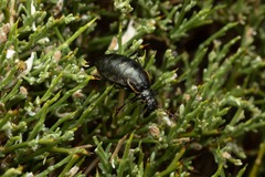 Arima marginata