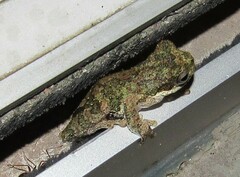 Dendropsophus microps