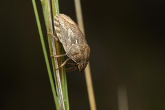 Eurygaster