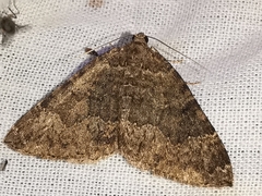 Larentia malvata