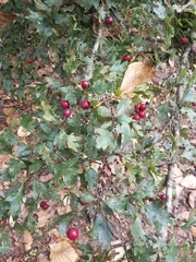 Crataegus monogyna