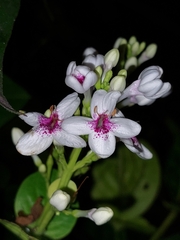 Pseuderanthemum carruthersii