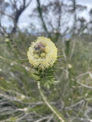 Melaleuca capitata