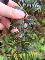 Polystichum oculatum