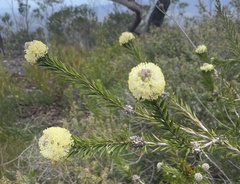 Melaleuca capitata