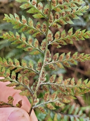 Polystichum oculatum