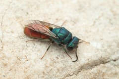 Chrysura