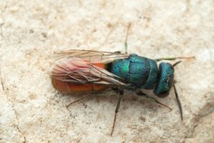 Chrysura