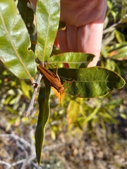 Schistocerca damnifica