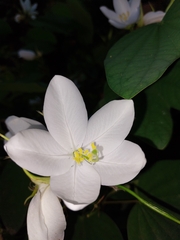 Bauhinia acuminata