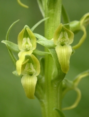 Platanthera tescamnis