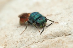 Chrysura