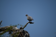 Patagioenas maculosa