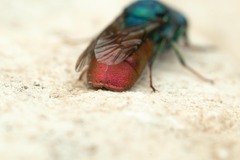 Chrysura