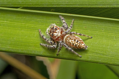 Opisthoncus quadratarius